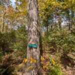 a large tree in a forest where the foliage is starting to turn in the fall. attached to the three is a small green sign saying The Path and an arrow pointing to the right.