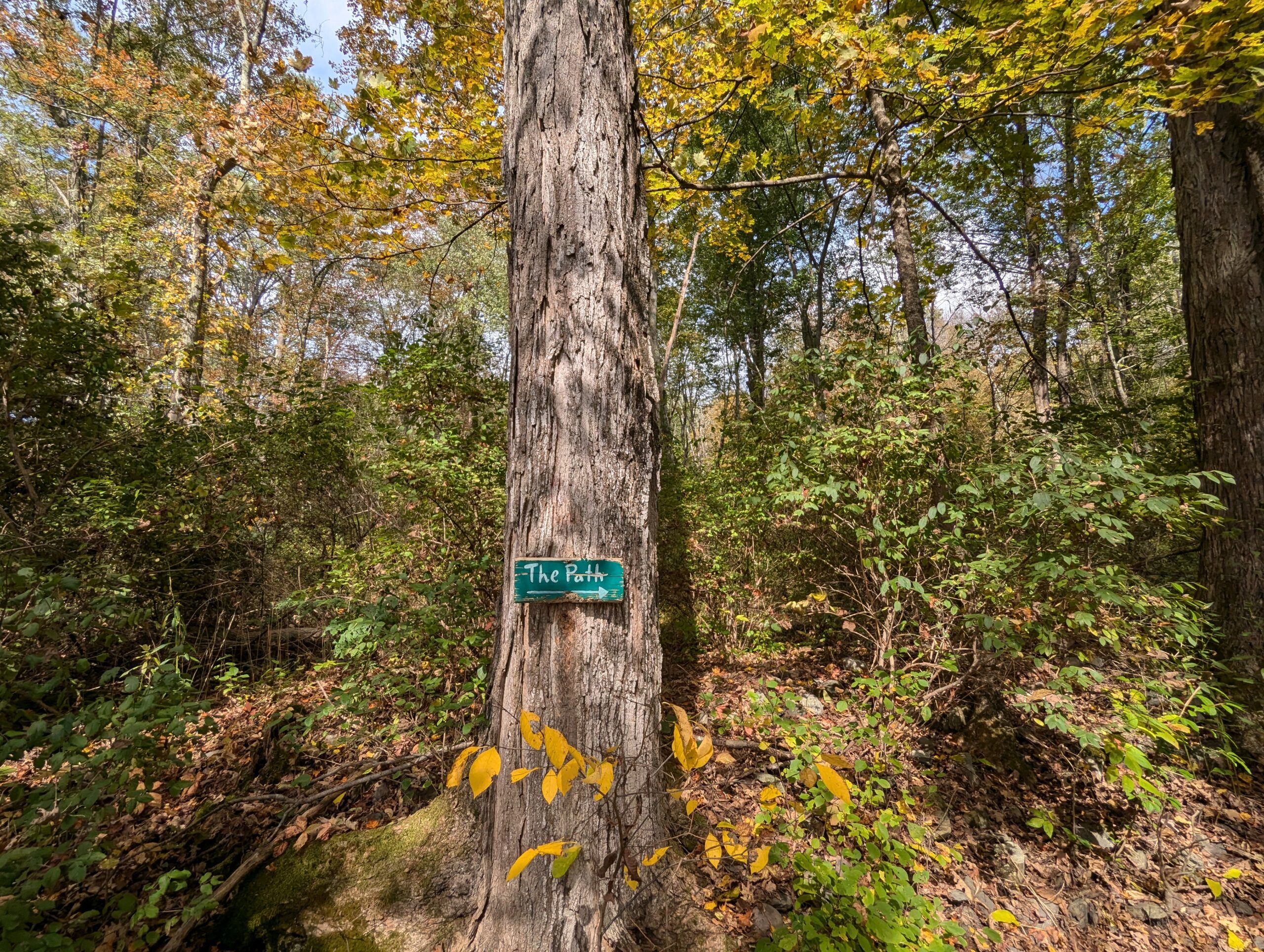 a large tree in a forest where the foliage is starting to turn in the fall. attached to the three is a small green sign saying The Path and an arrow pointing to the right.